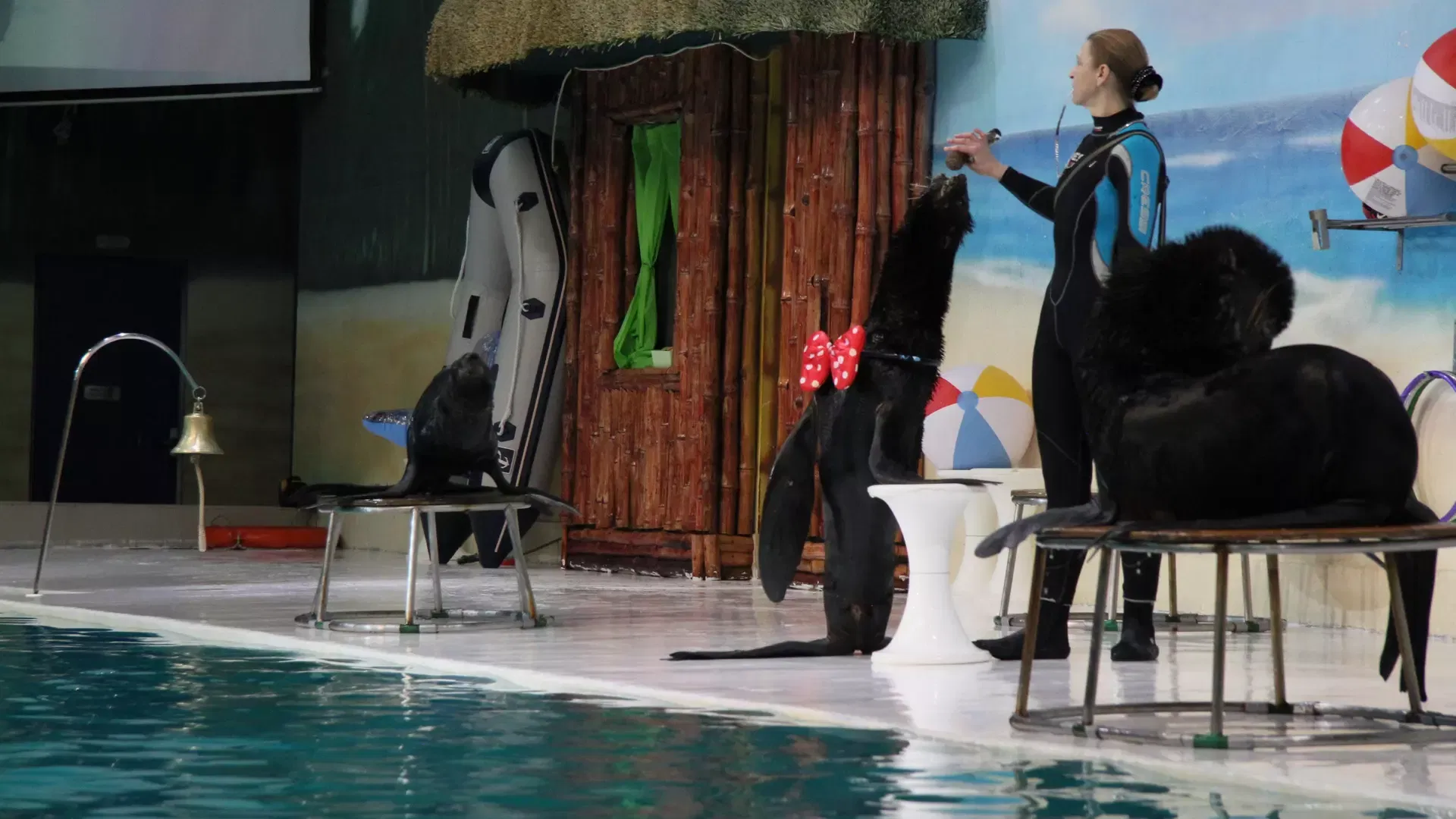 A trainer in a wetsuit interacts with a seal wearing a red bow, surrounded by other seals and pool equipment at Dubai Dolphinarium.