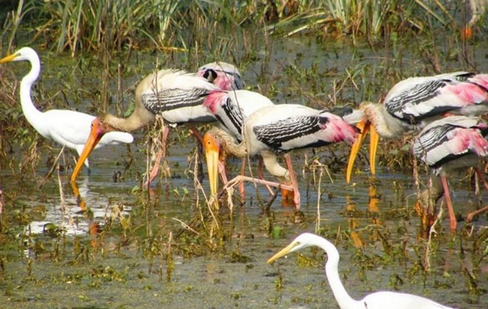 Day Tour from Jaipur Bird Watching in Keoladeo National Park (Bharatpur)