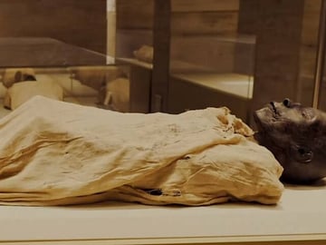 Half Day Tour To The National Museum of Egyptian Civilization
