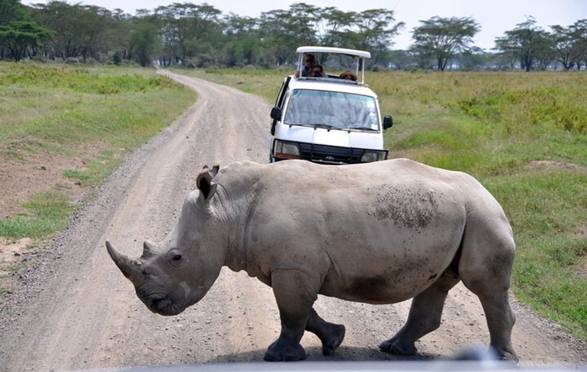 Nairobi National Park, Elephant Orphanage, Giraffe Center and Beads Center Tour