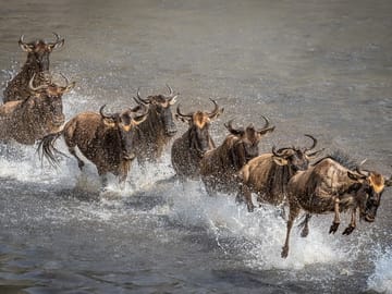 6 Day Serengeti Migration special Fly – in, Fly – out safari