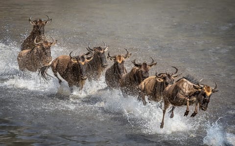 6 Day Serengeti Migration special Fly – in, Fly – out safari