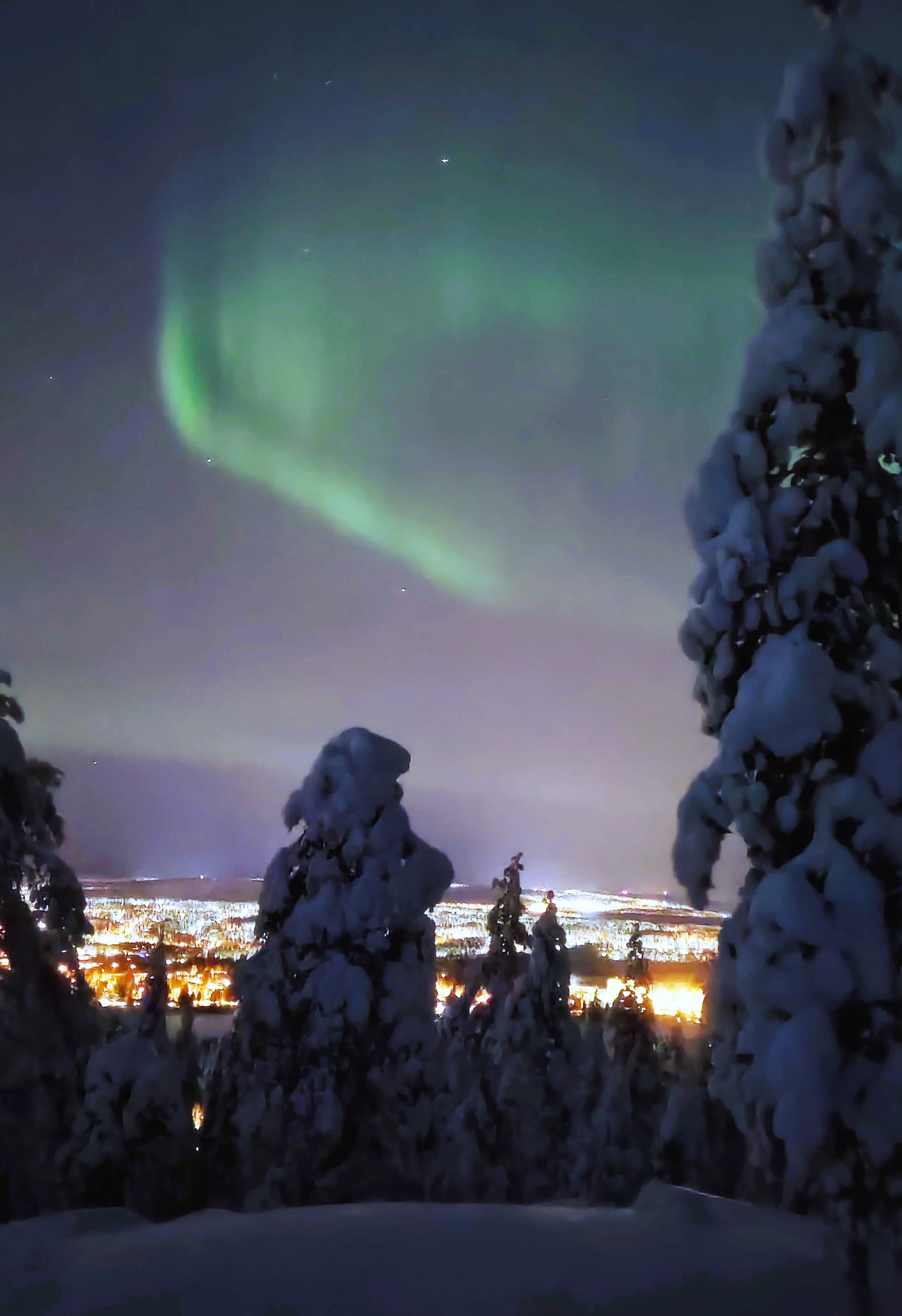 Night forest aurora — Aurora over snowy trees during a cold winter night.