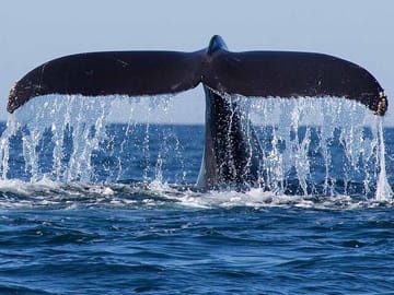 Nature Beauty of Sri Lanka 10 days all inclusive tour