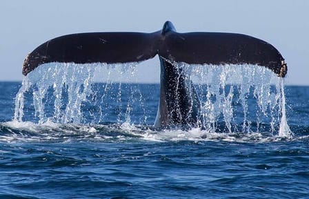 10-Day Nature and Wildlife Tour of Sri Lanka's Central Province
