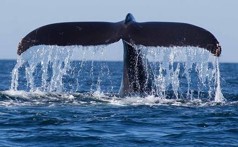 10-Day Nature and Wildlife Tour of Sri Lanka's Central Province