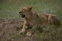 4 days,3 nights group joining lodge safari to Serengeti ,Ngorongoro and Manyara 3