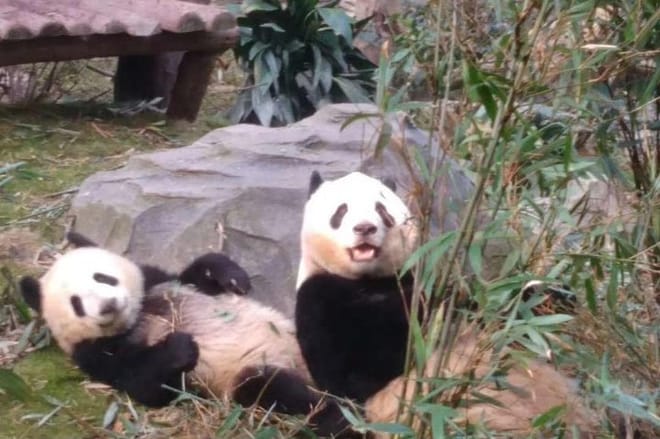 Private Chengdu Panda Base Day Tour by Round-way Flight from Guangzhou 3