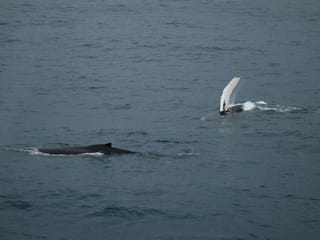 Reykjavík Sea Horse, photo 10