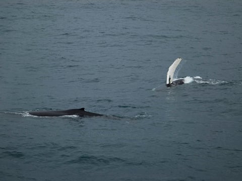 Reykjavík Sea Horse, photo 10