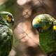 Visit the animals shelter in the middle of Iguazus jungle