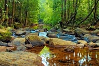  From Galle: Sinharaja Trekking Day Tour 8
