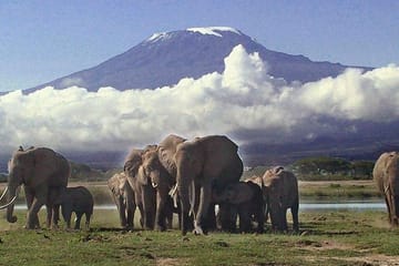 Day Tour of Amboseli National Park from Nairobi