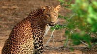 CEYLON BEACH & SAFARI EXPERIENCE  5
