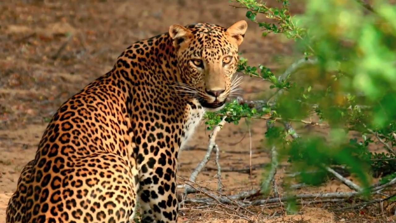 CEYLON BEACH & SAFARI EXPERIENCE  5