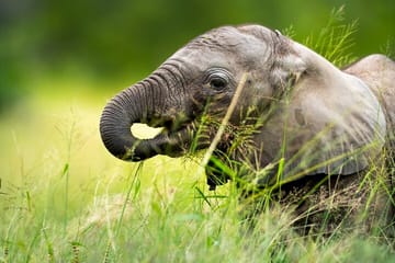 Private 3-Day Safari Adventure in Murchison Falls, Uganda