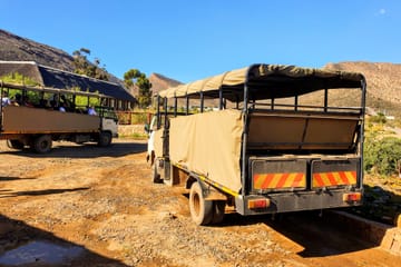 Aquila Reserve Safari with Lunch and Wine Tasting from Cape Town