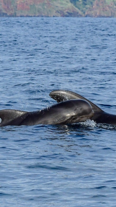 whale dolphins watching tour madeira funchal