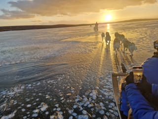 Siberian Husky Dog Sledding, photo 23