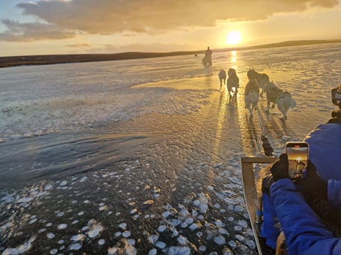 Siberian Husky Dog Sledding, photo 23