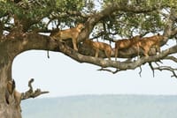 Lake Manyara National park