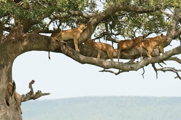 Lake Manyara National Park Day Trip From Arusha