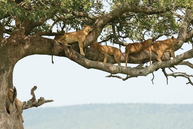 Lake Manyara National park