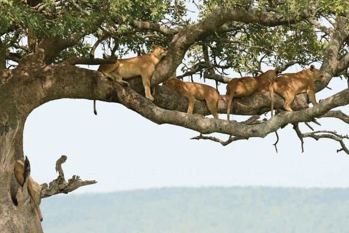 Lake Manyara National park