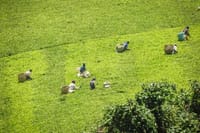 Tea Harvesting