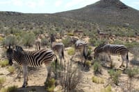 Zebras grazing