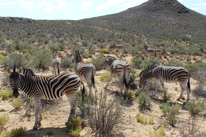Zebras grazing