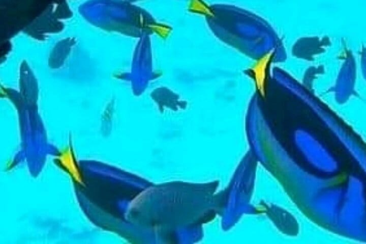 Mikumi National Park Safari Day Trip from Zanzibar