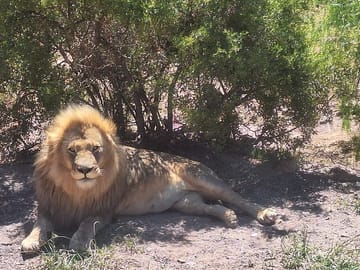Private Big 5 Safari Experience from Cape Town with Lunch