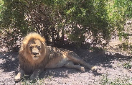 Private Big 5 Safari at Aquila – Tickets, Lunch & Transfers