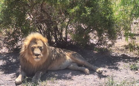 Private Big 5 Safari Experience from Cape Town with Lunch