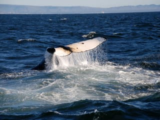 Reykjavík Whales & Diving, photo 6