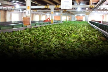 Tea Factory and Cultural Tour in Ambalangoda, Sri Lanka