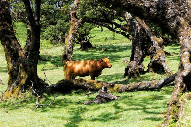 Full Day Private 4x4 Tour in West Madeira with Local Guide 8
