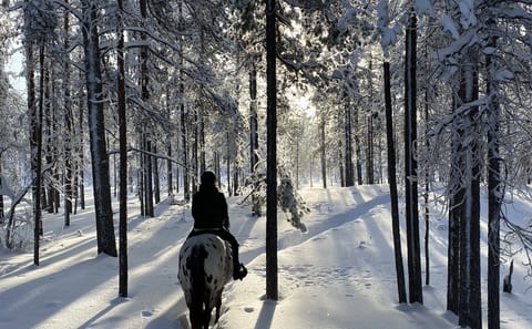 Horseback Riding Tour Through Snowy Landscapes in Kemijärvi