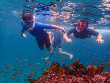 Family Snorkeling Adventure in Sydney's Aquatic Reserve