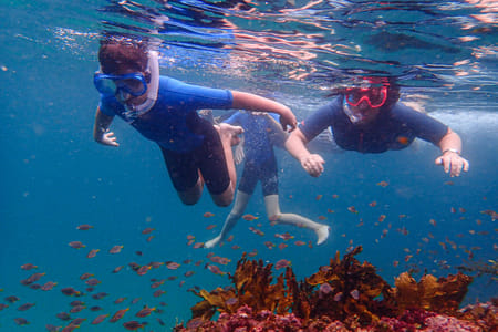 Sydney: Family Snorkeling Tour with Private Guide