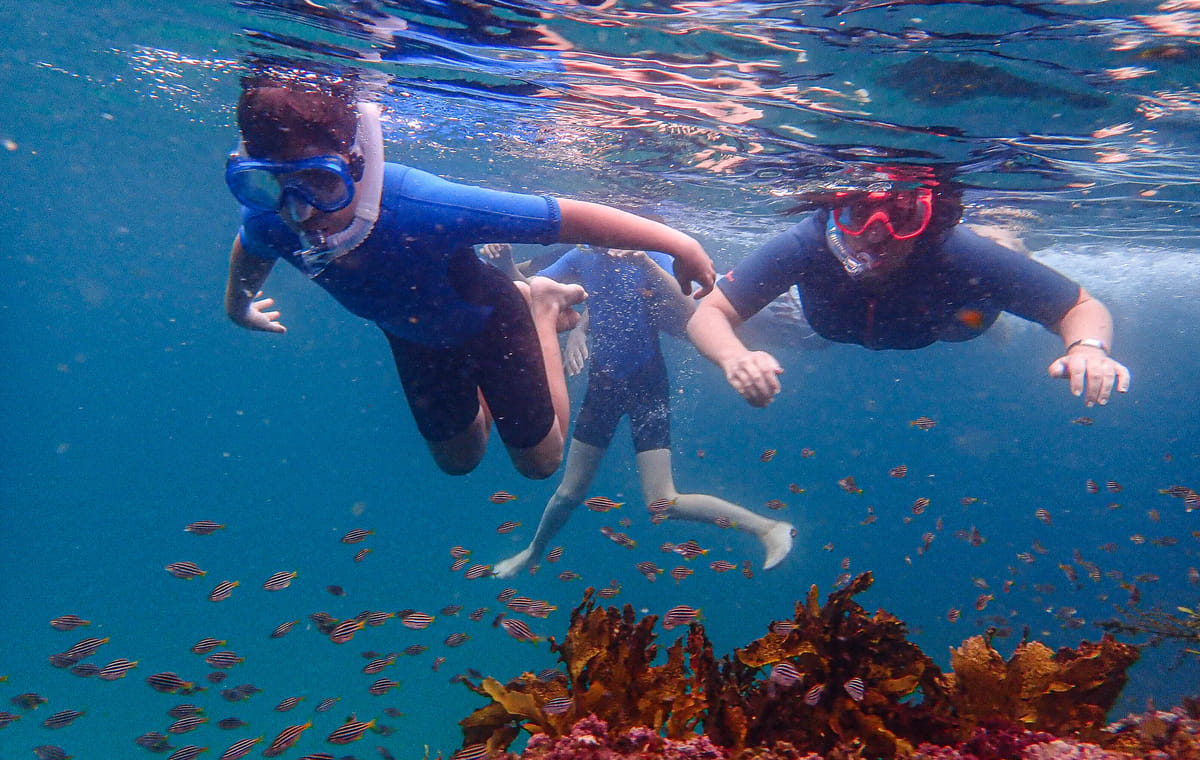 Family Snorkeling Adventure in Sydney's Aquatic Reserve