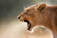 Cape Town, Kruger and Garden Route, Self-Drive 6
