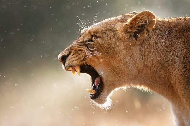 Cape Town, Kruger and Garden Route, Self-Drive 6