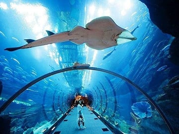 Dubai Aquarium and Underwater Zoo plus Penguin Cove Tickets