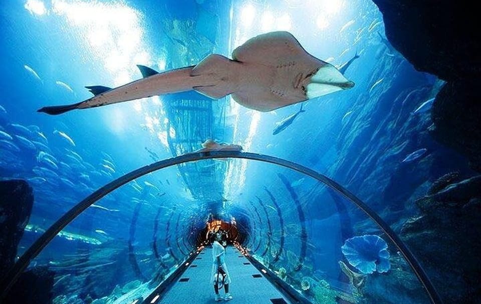 Dubai Aquarium and Underwater Zoo plus Penguin Cove Tickets
