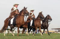Peruvian Paso Horse & Marinera with lunch in Trujillo 6