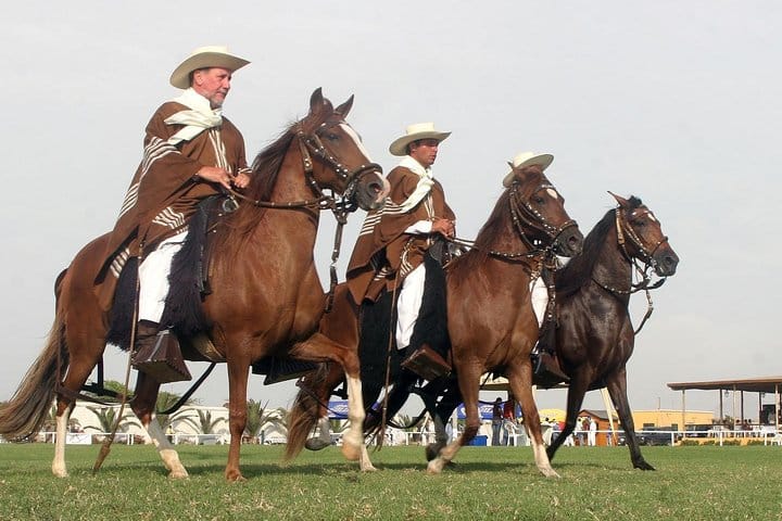 Peruvian Paso Horse & Marinera with lunch in Trujillo 6