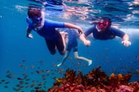 A family snorkeling above a school of fish