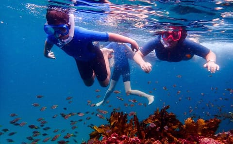 Family Snorkeling Adventure at Bronte-Coogee in Sydney